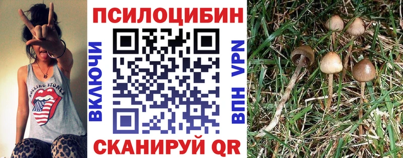 сколько стоит  Электрогорск  Псилоцибиновые грибы GOLDEN TEACHER 